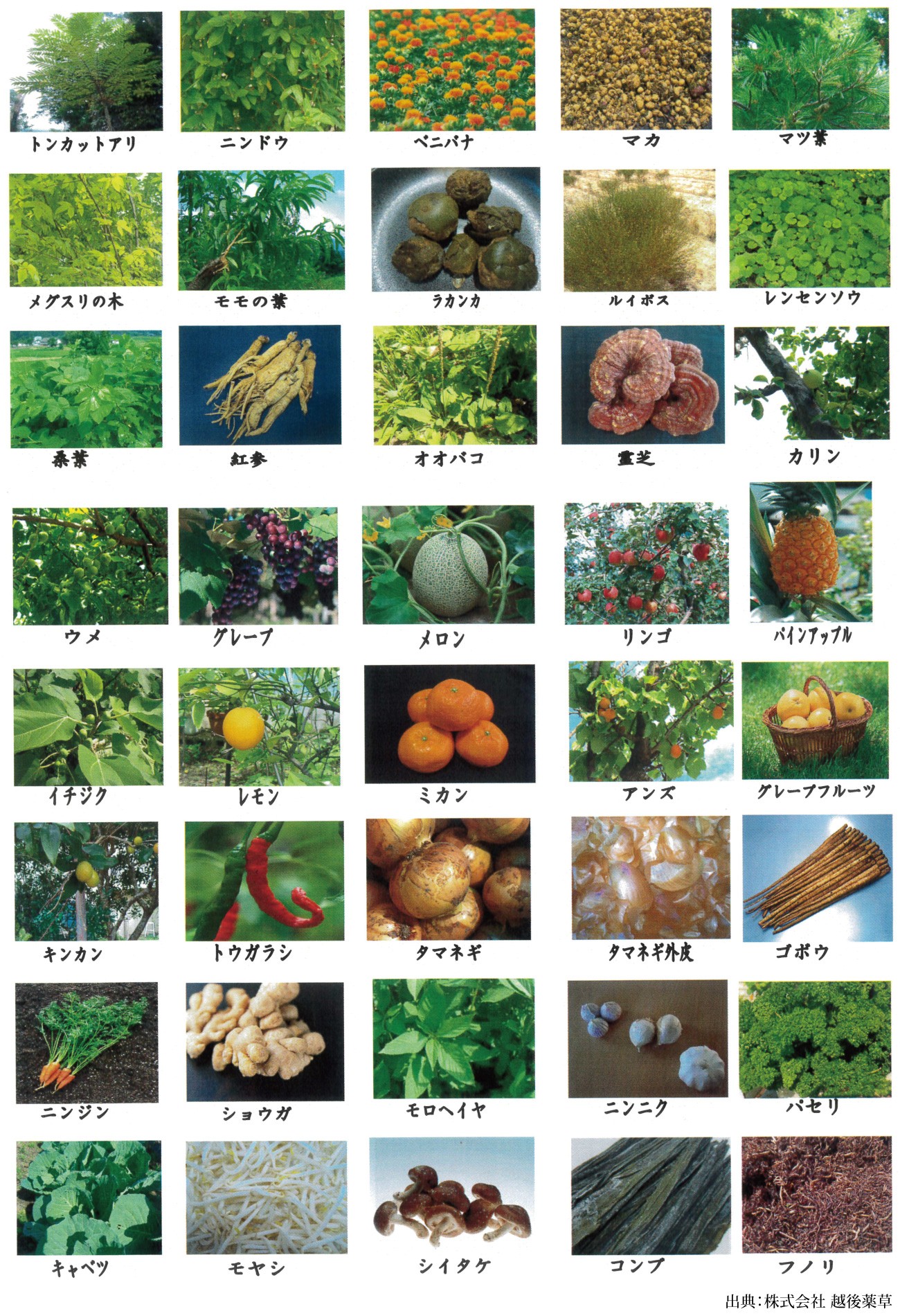 80種類の野草・果物酵素2